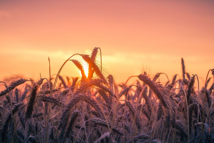 Fotó: illusztráció (pexels)